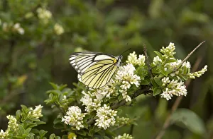 Black veined white butterfly (Aporia hippia) nectaring on flowering shrub. Yuhu, Yunnan, China Black veined white butterfly (Aporia hippia) nectaring on flowering shrub. Yuhu, Yunnan, China