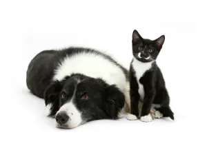 Black and white Border collie bitch with black and white tuxedo kitten age 10 weeks Black and white Border collie bitch with black and white tuxedo kitten age 10 weeks