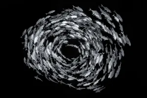 Black and white photo of school of Bigeye trevally (Caranx sexfasciatus) form a circular Black and white photo of school of Bigeye trevally (Caranx sexfasciatus) form a circular