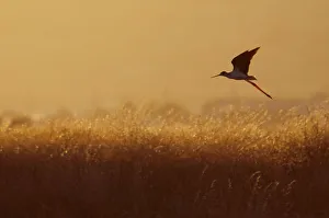 Black-winged stilt (Himantopus himantopus) in flight over long grasses at dusk, Lesbos Black-winged stilt (Himantopus himantopus) in flight over long grasses at dusk, Lesbos