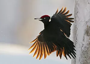 Images Dated 16th December 2019: Black Woodpecker male (Dryocopus martius) Finland, January. One branch removed