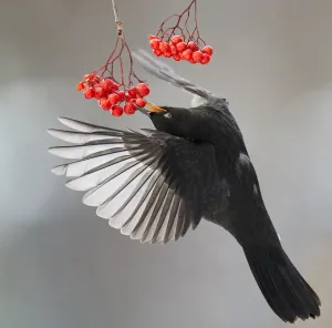 Blackbird (Turdus merula) in flight to feed on berries, Helsinki, Finland. November Blackbird (Turdus merula) in flight to feed on berries, Helsinki, Finland. November