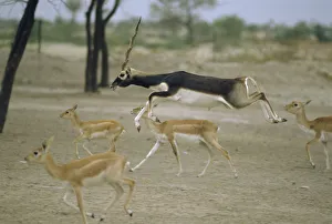 Blackbuck male leaping amongst females {Antilope cervicapra} Thar desert, Rajasthan Blackbuck male leaping amongst females {Antilope cervicapra} Thar desert, Rajasthan