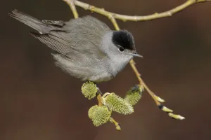 Blackcap (Sylvia atricapilla) Uto Finland May Blackcap (Sylvia atricapilla) Uto Finland May