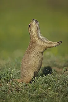 Blacktail Prairie Dog (Cynomys ludovicianus) engaging in Jump-yip behavior - A strong Blacktail Prairie Dog (Cynomys ludovicianus) engaging in Jump-yip behavior - A strong