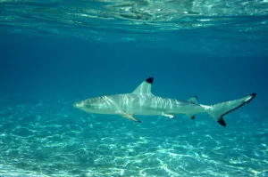 Blacktip reef shark (Carcharhinus melanopterus) juvenile in shallow water, Maldives Blacktip reef shark (Carcharhinus melanopterus) juvenile in shallow water, Maldives