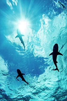 Prints for your Bathroom Collection: Three Blacktip reef sharks (Carcharhinus melanopterus) silhouetted just below the ocean surface