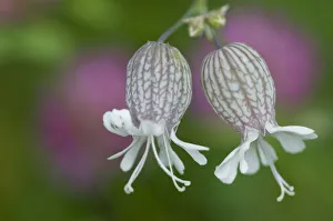 Bladder campion (Silene vulgaris glareosa) flowers, Liechtenstein, July 2009 Bladder campion (Silene vulgaris glareosa) flowers, Liechtenstein, July 2009