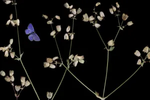 Bladder campion (Silene vulgaris) with seed heads, and an Eschers blue butterfly Bladder campion (Silene vulgaris) with seed heads, and an Eschers blue butterfly