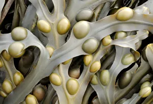 Bladder wrack {Fucus vesiculosus} seaweed. Sandymouth bay, Cornwall, UK. August Bladder wrack {Fucus vesiculosus} seaweed. Sandymouth bay, Cornwall, UK. August