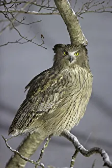 Blakistons Fish Owl (Ketupa blakistoni) perched, Hokkaido, Japan, February Blakistons Fish Owl (Ketupa blakistoni) perched, Hokkaido, Japan, February