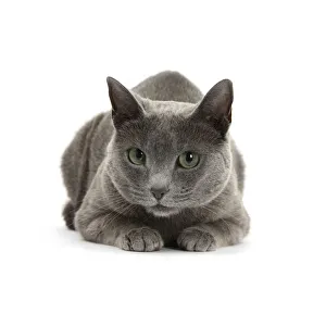 Blue-and-white Burmese-cross cat, Levi, lying with head up Blue-and-white Burmese-cross cat, Levi, lying with head up