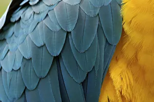 Blue-and-Yellow Macaw (Ara ararauna) close up of feathers. Captive, Brazil, South America Blue-and-Yellow Macaw (Ara ararauna) close up of feathers. Captive, Brazil, South America
