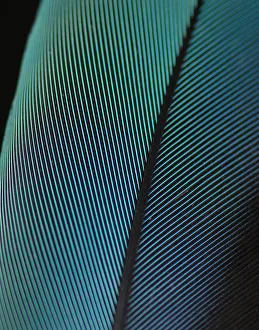 Blue-and-yellow Macaw (Ara ararauna) feather against black background Blue-and-yellow Macaw (Ara ararauna) feather against black background