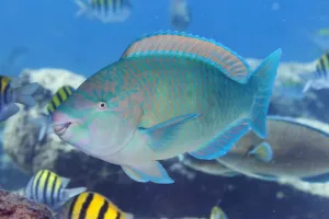 Blue-barred parrotfish (Scarus ghobban), El Pardito Island Blue-barred parrotfish (Scarus ghobban), El Pardito Island