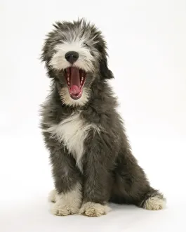 Blue Bearded Collie puppy, 3 months, yawning Blue Bearded Collie puppy, 3 months, yawning
