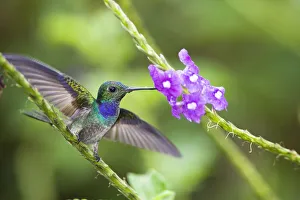 Blue-chested hummingbird (Amazilia amabilis) male feeding from flower, Costa Rica Blue-chested hummingbird (Amazilia amabilis) male feeding from flower, Costa Rica