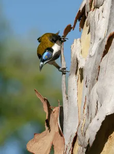 Blue-faced honeyeater (Entomyzon cyanotis) perched on bark. Nitmiluk National Park Blue-faced honeyeater (Entomyzon cyanotis) perched on bark. Nitmiluk National Park