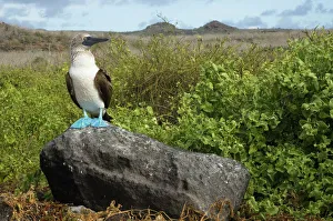 Blue-footed booby (Sula nebouxii excisa) standing on a rock, Punta Cevallos, Espaola / Hood Island Blue-footed booby (Sula nebouxii excisa) standing on a rock, Punta Cevallos, Espaola / Hood Island