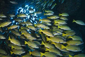 Blue-lined snapper (Lutjanus kasmira) shoal. Cocos Island National Park, Costa Rica Blue-lined snapper (Lutjanus kasmira) shoal. Cocos Island National Park, Costa Rica