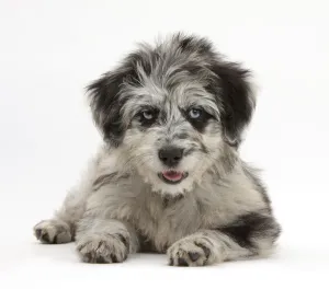 Blue merle Collie and Poodle Cadoodle puppy Blue merle Collie and Poodle Cadoodle puppy