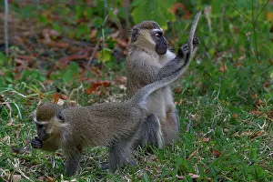 Two Blue monkeys allogrooming Print, Uganda