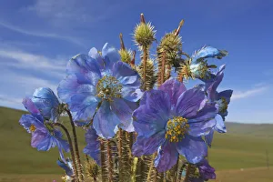 Blue poppy (Meconopsis horridula) Sanjiangyuan National Nature Reserve, Qinghai Blue poppy (Meconopsis horridula) Sanjiangyuan National Nature Reserve, Qinghai
