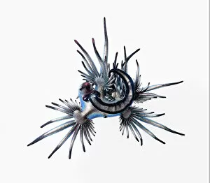 Images Dated 6th February 2018: Blue sea slug (Glaucus atlanticus) that was washed ashore with a mass