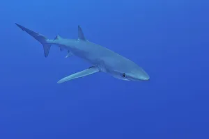 Blue shark (Prionace glauca) Azores, Atlantic Ocean Blue shark (Prionace glauca) Azores, Atlantic Ocean