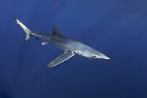 Blue shark (Prionace glauca). Canary Islands. North Atlantic Ocean Blue shark (Prionace glauca). Canary Islands. North Atlantic Ocean