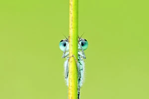 Images Dated 2nd August 2010: Blue-tailed damselfly (Ischnura elegans), Cornwall, England, UK, June. 2020VISION Exhibition