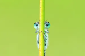 Blue-tailed damselfly (Ischnura elegans), Cornwall, England, UK, June. 2020VISION Exhibition Blue-tailed damselfly (Ischnura elegans), Cornwall, England, UK, June. 2020VISION Exhibition