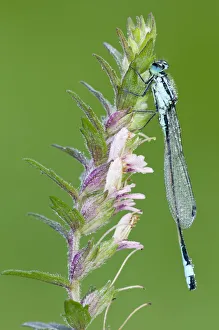 Blue-tailed damselfly {Ischnura elegans}, male on flower spike, Cornwall, UK. June Blue-tailed damselfly {Ischnura elegans}, male on flower spike, Cornwall, UK. June