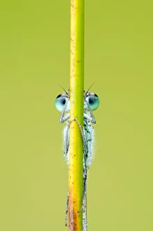 Blue-tailed damselfly {Ischnura elegans} eyes just visible behind reed stem, Cornwall, UK Blue-tailed damselfly {Ischnura elegans} eyes just visible behind reed stem, Cornwall, UK