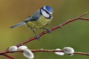Blue tit (Parus caeruleus) perched among Pussy willow, West Sussex, England, UK Blue tit (Parus caeruleus) perched among Pussy willow, West Sussex, England, UK