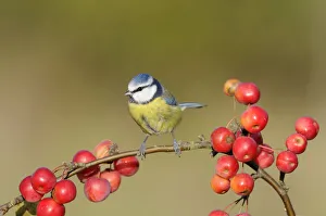 Blue tit (Parus caeruleus) perching amongst crab apples, UK, November Blue tit (Parus caeruleus) perching amongst crab apples, UK, November