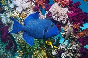 Blue triggerfish (Pseudobalistes fuscus) Egypt, Red Sea Blue triggerfish (Pseudobalistes fuscus) Egypt, Red Sea