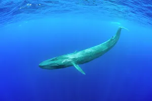 Blue whale (Balaenoptera musculus) diving beneath ocean surface. Indian Ocean, Sri Lanka Blue whale (Balaenoptera musculus) diving beneath ocean surface. Indian Ocean, Sri Lanka
