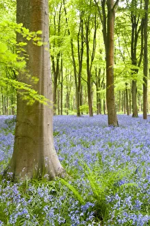 Bluebell carpet (Hyacinthoides non-scripta) among beech trees (Fagus sylvatica). West Woods Bluebell carpet (Hyacinthoides non-scripta) among beech trees (Fagus sylvatica). West Woods