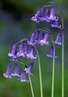 Bluebells (Endymion non-scriptus) flowering, Perthshire, Scotland, May Bluebells (Endymion non-scriptus) flowering, Perthshire, Scotland, May
