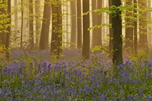 Bluebells (Hyacinthoides non-scripta / Endymion non-scriptum) flowering in wood, dawn light Bluebells (Hyacinthoides non-scripta / Endymion non-scriptum) flowering in wood, dawn light