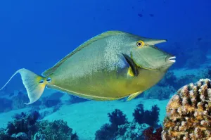 Bluespine unicornfish (Naso unicornis) Shark Reef to Jolande, Ras Mohammed National Park Bluespine unicornfish (Naso unicornis) Shark Reef to Jolande, Ras Mohammed National Park
