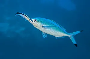 Bluestreak cleaner wrasse (Labroides dimidiatus) sticking its head into the mouth Bluestreak cleaner wrasse (Labroides dimidiatus) sticking its head into the mouth