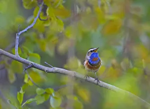 Bluethroat (Luscinia svecica) male singing, Sinirinta, Kuusamo, Finland, June Bluethroat (Luscinia svecica) male singing, Sinirinta, Kuusamo, Finland, June