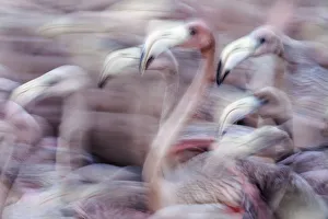 Blurred motion image of Caribbean flamingo (Phoenicopterus ruber) juveniles, captured to be tagged Blurred motion image of Caribbean flamingo (Phoenicopterus ruber) juveniles, captured to be tagged