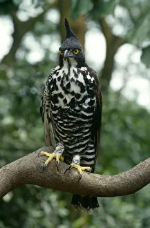 Flick solitaire nick garbutt/blythes hawk eagle nisaetus alboniger malaysia Flick solitaire nick garbutt/blythes hawk eagle nisaetus alboniger malaysia