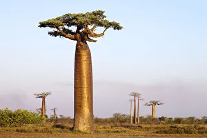 Boabab trees {Adansonia grandidieri} in evening light Boabab trees {Adansonia grandidieri} in evening light