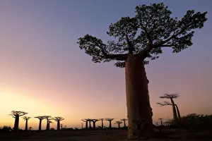 Boabab trees {Adansonia grandidieri} silhouetted at sunset. Morondava, Madagascar Boabab trees {Adansonia grandidieri} silhouetted at sunset. Morondava, Madagascar