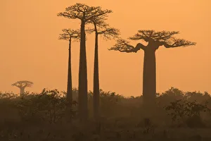Boababs (Adansonia grandidieri) silhouetted at dawn, Allee des Baobabs / Avenue of the Boababs (Adansonia grandidieri) silhouetted at dawn, Allee des Baobabs / Avenue of the