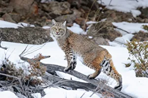 Bobcat (Lynx rufus) standing on branch in snow. Madison River Valley Bobcat (Lynx rufus) standing on branch in snow. Madison River Valley